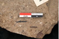 Foto (Detailansicht) von Pinus palaeostrobus Ettingshausen (NHMW-GEO-2024-0188-8261)